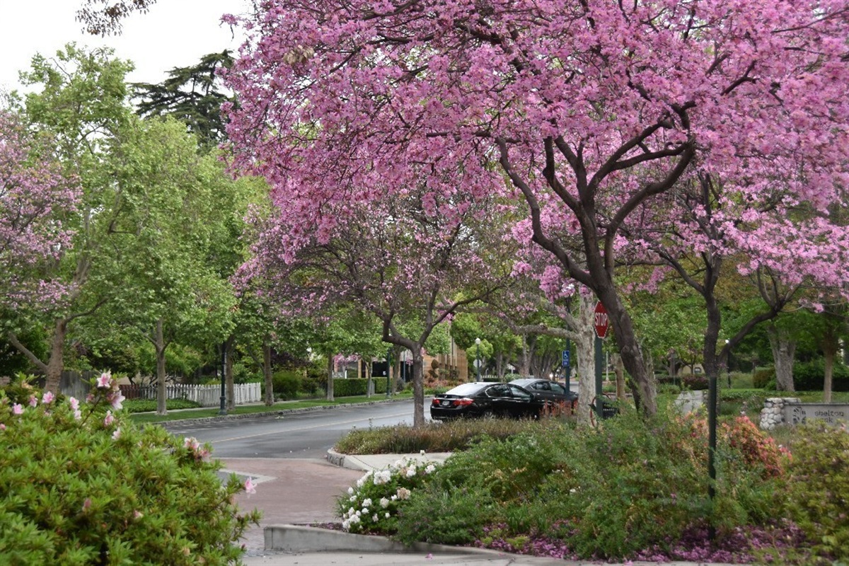 Tree Committee Meeting | City of Claremont, CA