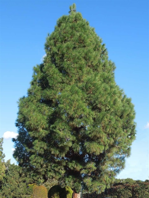 canary-pine-gress.jpg